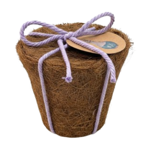Coconut-5